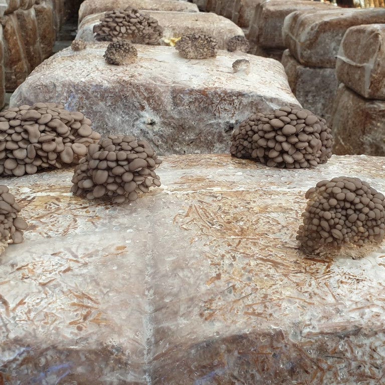 bunches of Pleurotus mushrooms on the bales of hays at 'Dirfis Mushrooms' greenhouse